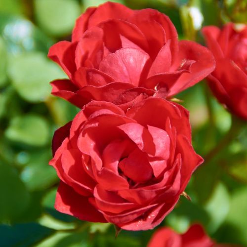 Oranžová až oranžovo červená - Stromkové růže s květmi čajohybridů - stromková růže s rovnými stonky v koruně